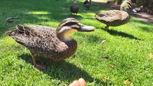 Margaret River Apartment | Adamsons Riverside