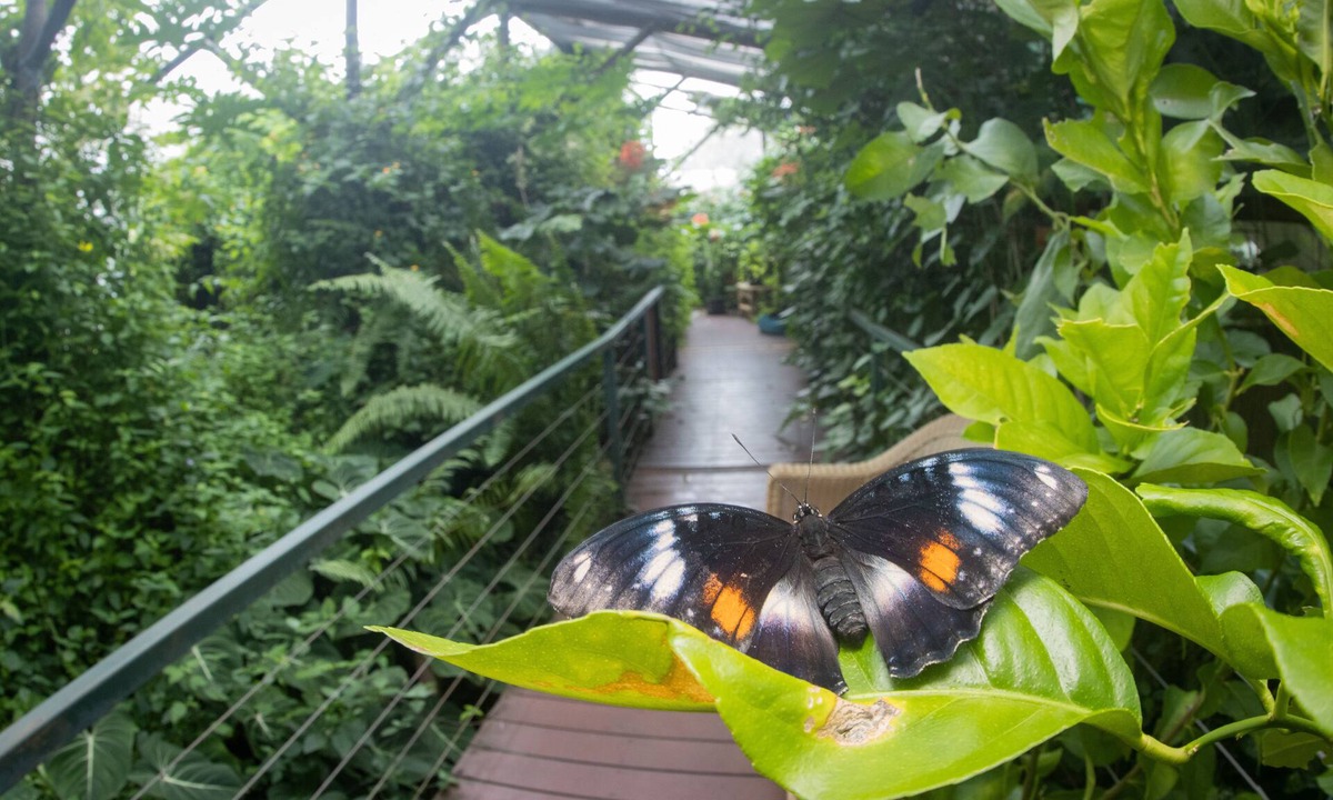 Batchelor House | Batchelor Butterfly Farm