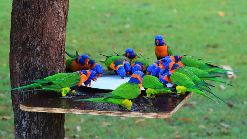 Batchelor Resort | Batchelor Holiday Park