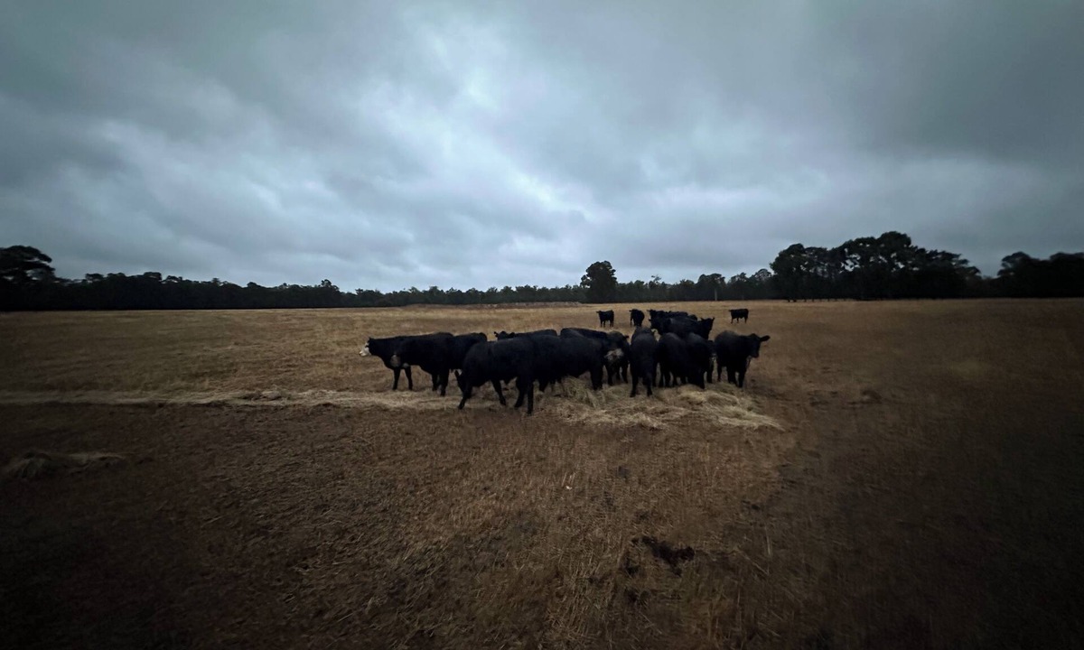Catterick Other | Catterick Farm ~ a farm in the forest