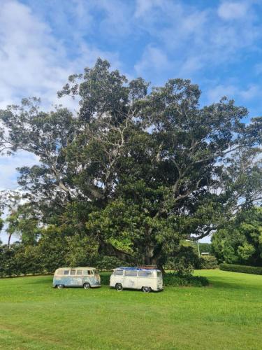 Bangalow House | Cedia at Byron Bay Hinterland
