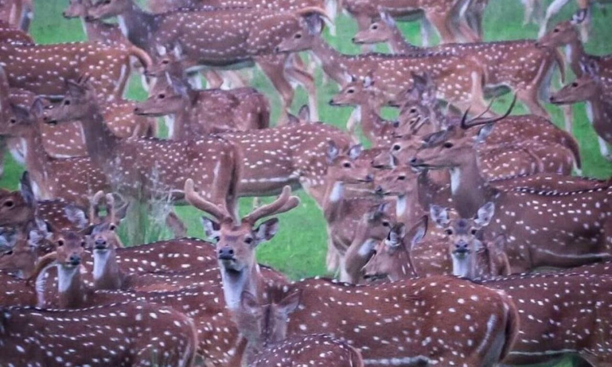 Naduvattam Bed & Breakfast | Deer Meadows