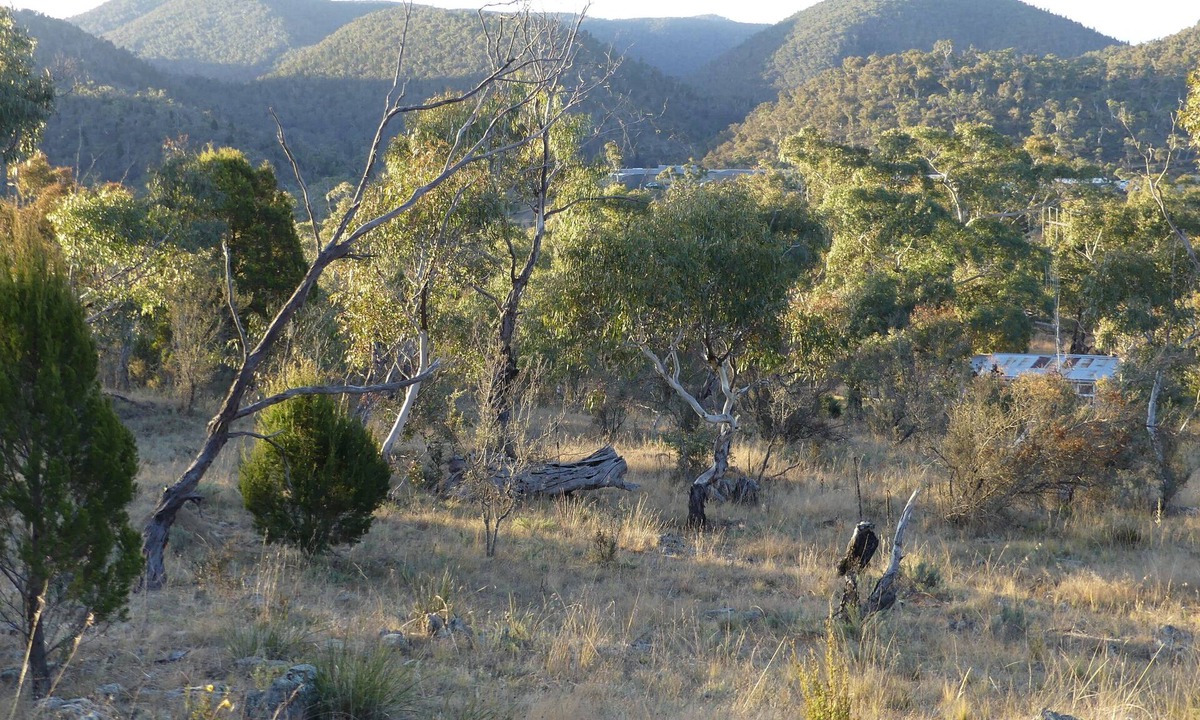 Binjura House | Forest Cottage – Relaxing bush stay. Pet friendly