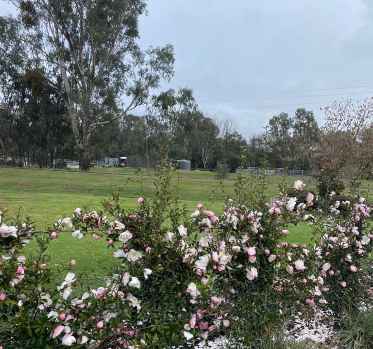 Myrtleford Apartment | Guinevere 2