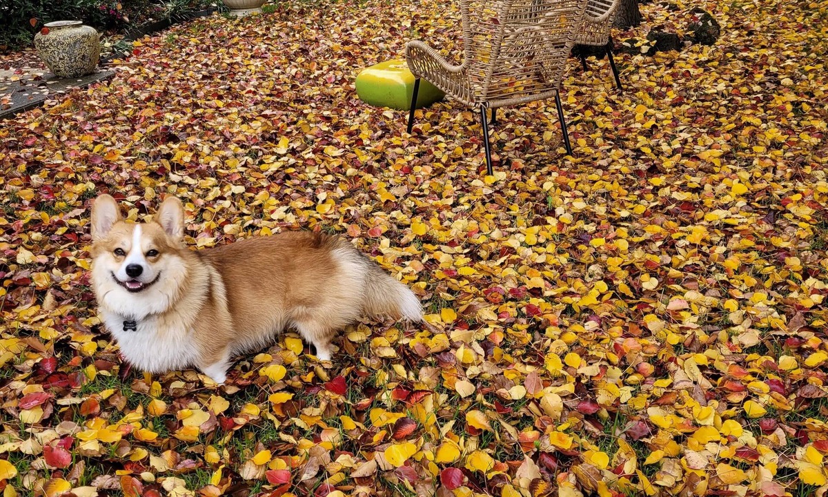 Drouin House | Pet friendly. Park, walking track and adventure playground close by.