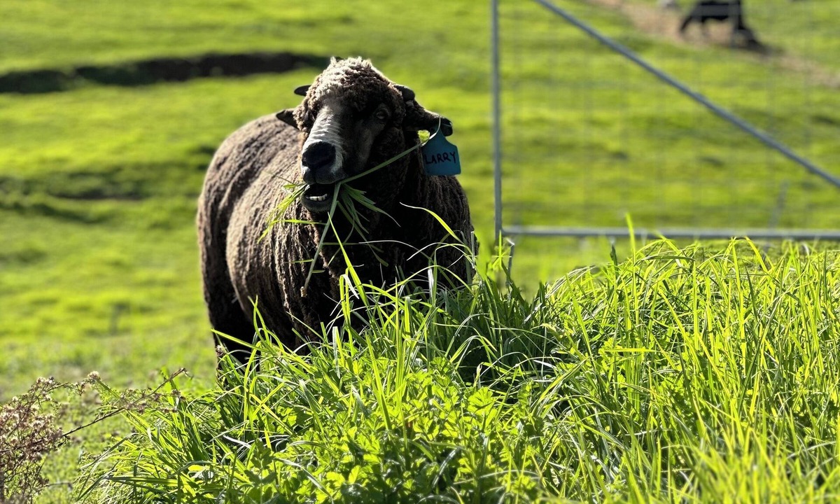Nannup Ski Chalet | Tanjanerup Chalets "Clementine" Farm Stay, Meet Larry, Clementine, Lady & Floss