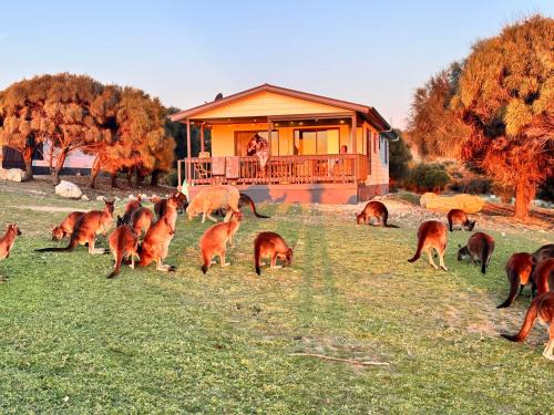 Cassini Cabin | Waves & Wildlife Cottages Kangaroo Island