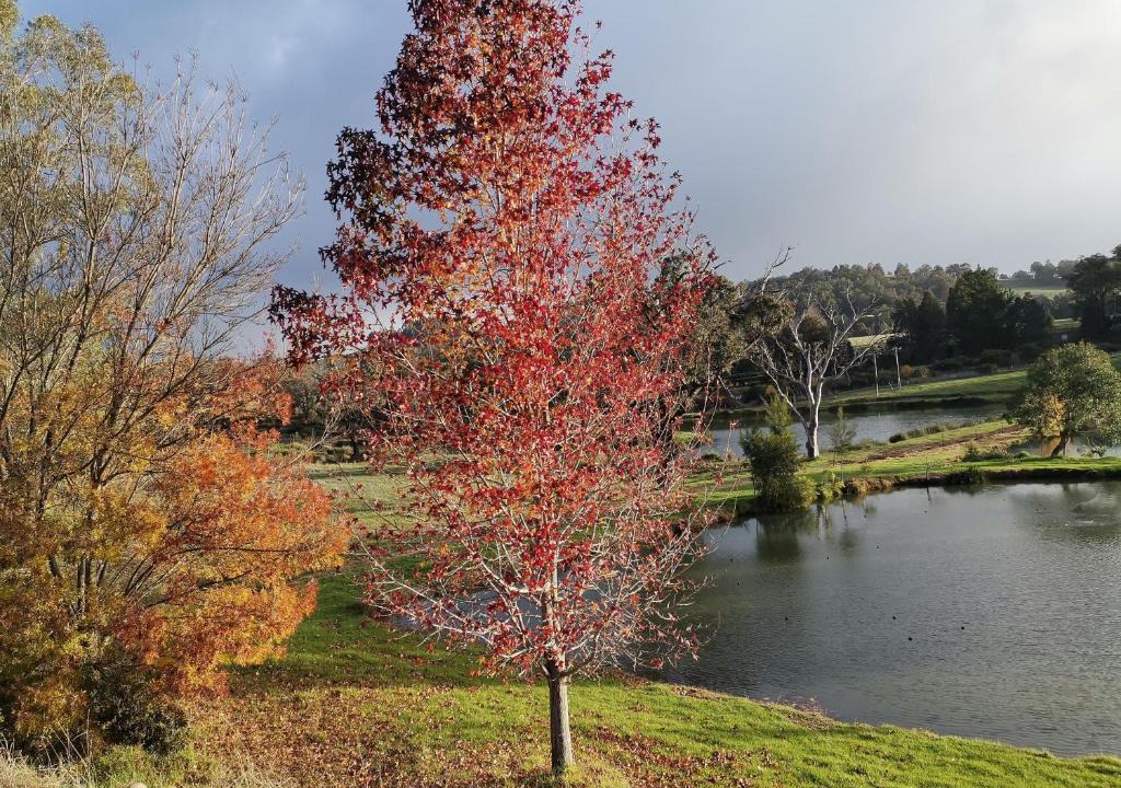 Balingup Ski Chalet | Woodlands of Balingup Bush Cottages -Flora & Fauna focused