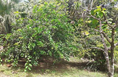 Cayenne House | Éden