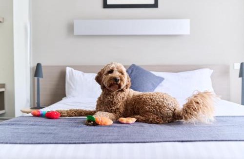 Phillip Hotel | Abode Phillip
