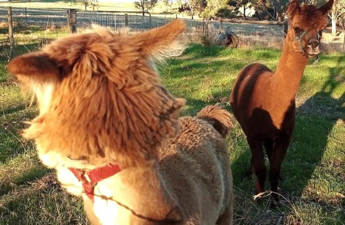 Williamstown Bed & Breakfast | Accessible & Inclusive studio Barossa Valley SA: It's Bonza! Mill About Vineyard