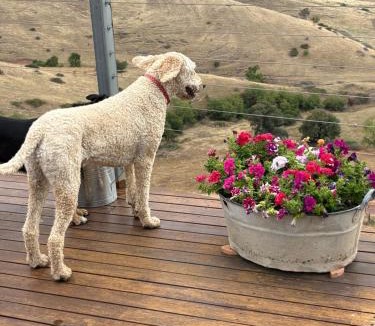 Good Hope Bed & Breakfast | Amazing Views Pet Friendly Bed and Breakfast