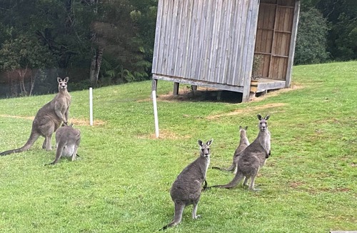 Barramunga House | Barramunga Cosy Rainforest Retreat with Great Ocean Road convenience.