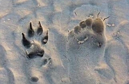 Toogoom House | Beach Hound (pets welcome)