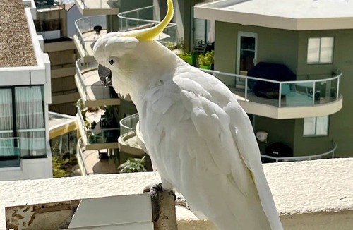 Manly Apartment | Beachfront Living, Manly Beach, Sydney