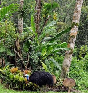 Kuranda Apartment | Birdwatcher's Oasis - Tiny Home - Cassowary