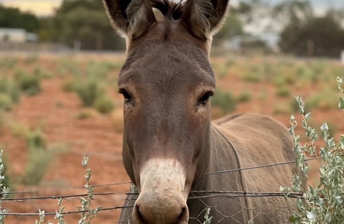 Merbein House | Bluestone Alpacas: Theodores Corner by Tiny Away