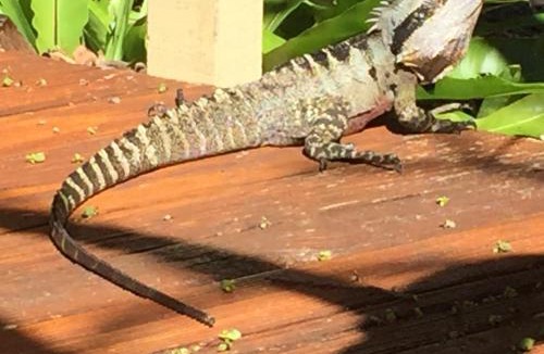 Byron Bay Resort | Byron Bay Rainforest Resort