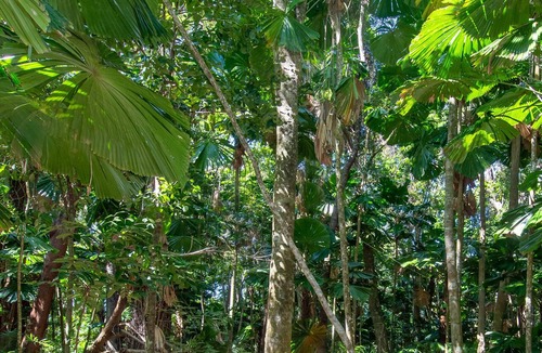 Cape Tribulation Resort | Cape Tribulation Beach House