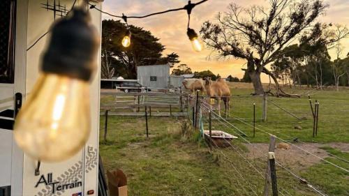 Limonite Other | Caravan Escape at Galahad's Animal Sanctuary