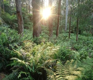 Gembrook House | Carinya Park