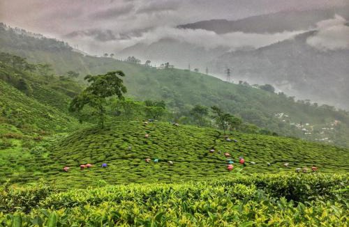Darjeeling House | Dafey Homestay