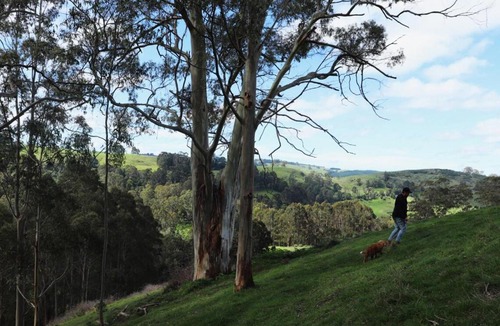 Hallston House | Disconnect in a Private Nature Cabin - Luen