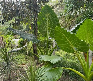 Air Hangat Other | eagleye glamping langkawi