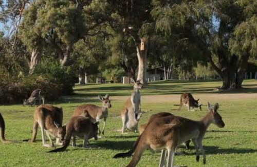 Creswick Resort | Eastern Hill Creswick