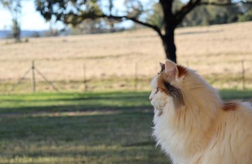 Taabinga House | Edenvale Homestead
