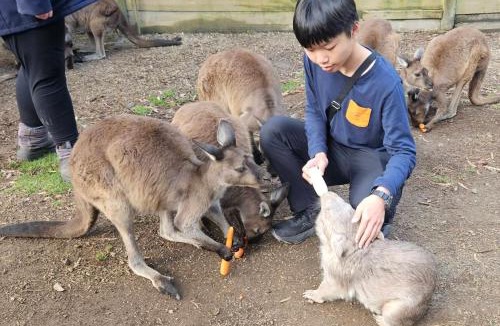 Lavers Hill House | Fauna Australia Wildlife Experience