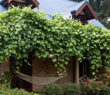 Apollo Bay House | Hideaway Cottage - Secluded Retreat - Pet Friendly