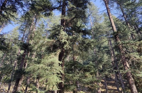 Banjar House | Himalayan Willow