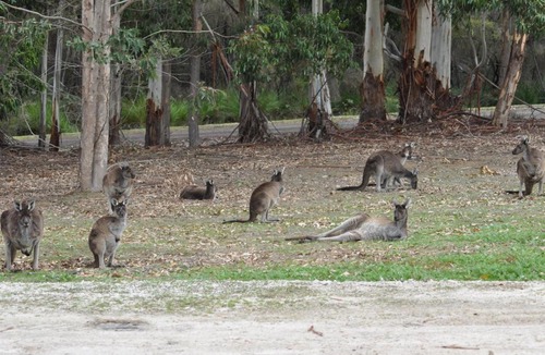 Beedelup Cabin | Karri Valley Chalets