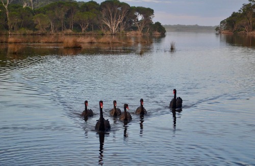 Merimbula House | Lakefront Retreat-Water Frontage-Canoe-Pet-Walk to Beach/Town-Peaceful & Quiet