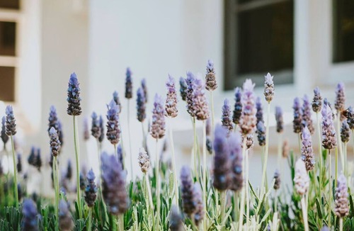 Lauriston House | Lauriston Park Summar