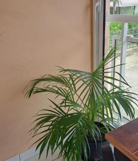 Cayenne Apartment | Le Calebassier