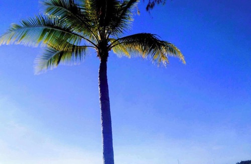 Horseshoe Bay House | Magical tree house.Close to beach, walks, restaurants.Abundance of nature