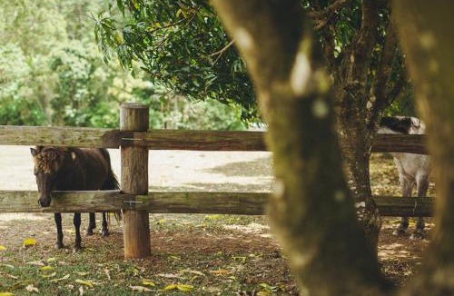 Peachester House | Mango Hill Farm