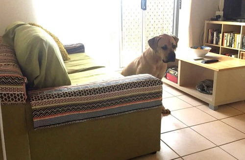 Mudjimba Cottage | Mudjimba Cottage - pets allowed inside & 300 m to the beach