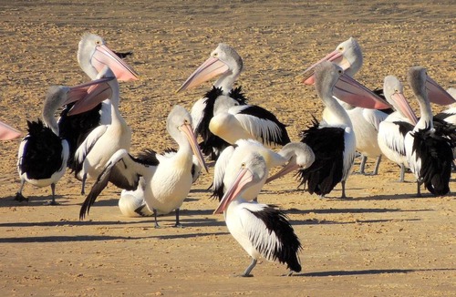 Scamander Hotel | Pelican Sands Scamander