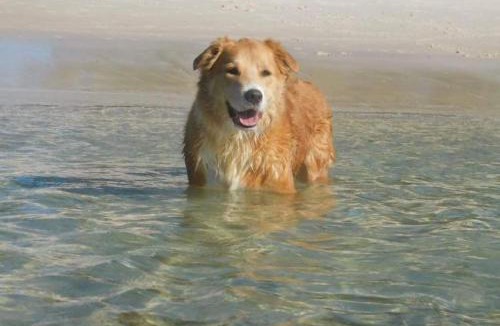 Fingal Bay House | Pet friendly White Sands, 14 Whitesands Road - Linen & Air Con