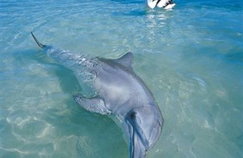 Monkey Mia Hotel | RAC Monkey Mia Dolphin Resort