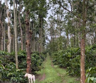 Belur House | River valley home stay