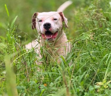 Belur House | River valley home stay
