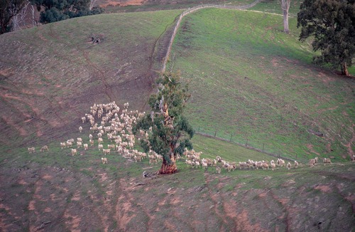 Maindample House | Self Contained Bonnie Doon Accommodation Farmstay on Lake Eildon near Mansfield