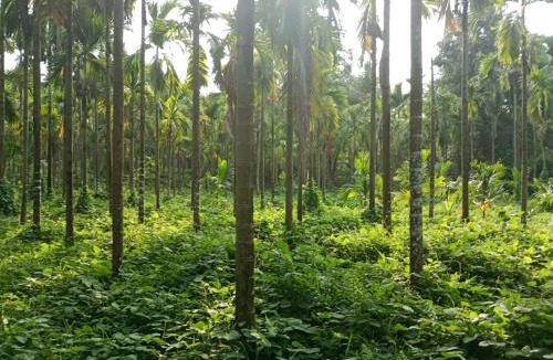 Mandarthi House | Silent River Homestay