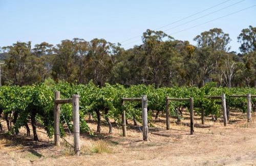 Buckaroo House | Silver Oak - Quiet Countryside Cottage by the Vines