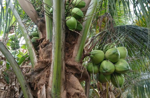 Uttamapalaiyam House | SKR vrindavan garden