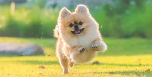 Corlette House | Small dog friendly 4-49 Bonito St - air con & Wi-Fi